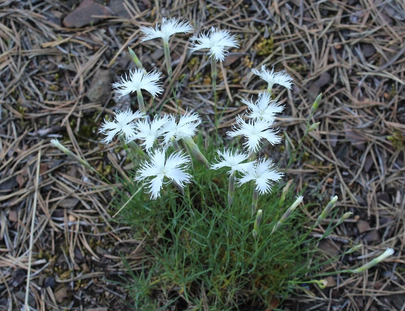 Изображение особи Dianthus acicularis.