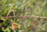 род Elymus. Часть соплодия. Пермский край, Кунгурский р-н, окр. с. Филипповка, гора Ледяная, крутой склон, обнажения гипса. 18.07.2020.