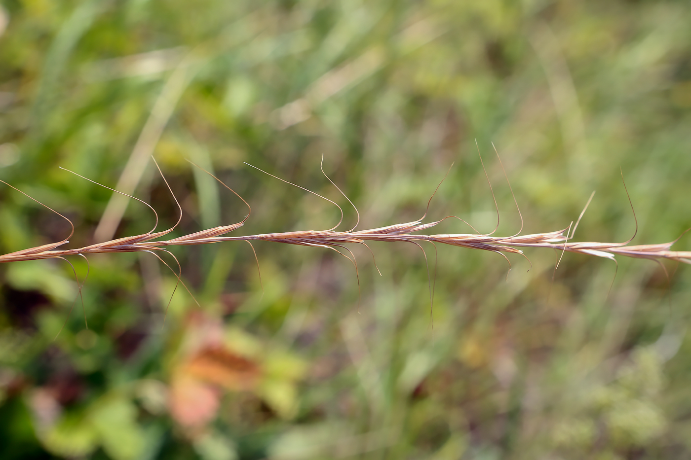 Изображение особи род Elymus.