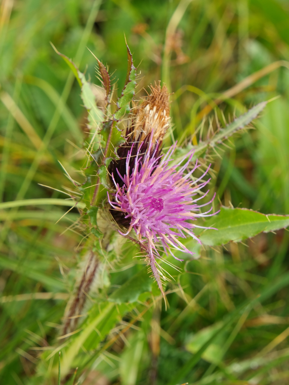 Изображение особи Cirsium simplex.