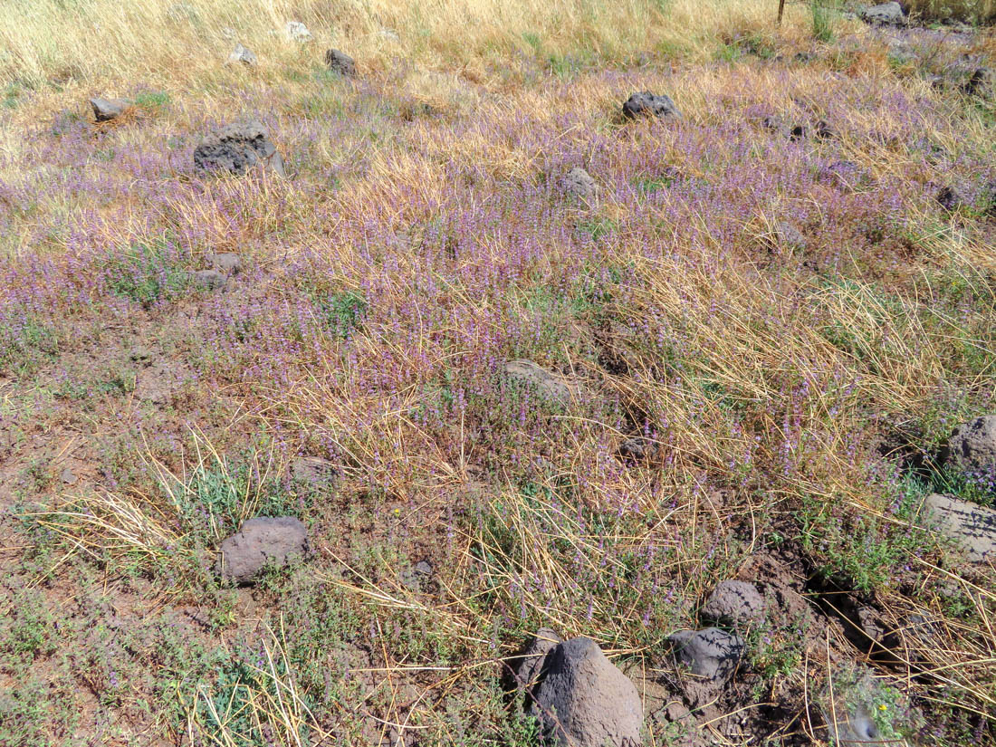 Image of Mentha pulegium specimen.