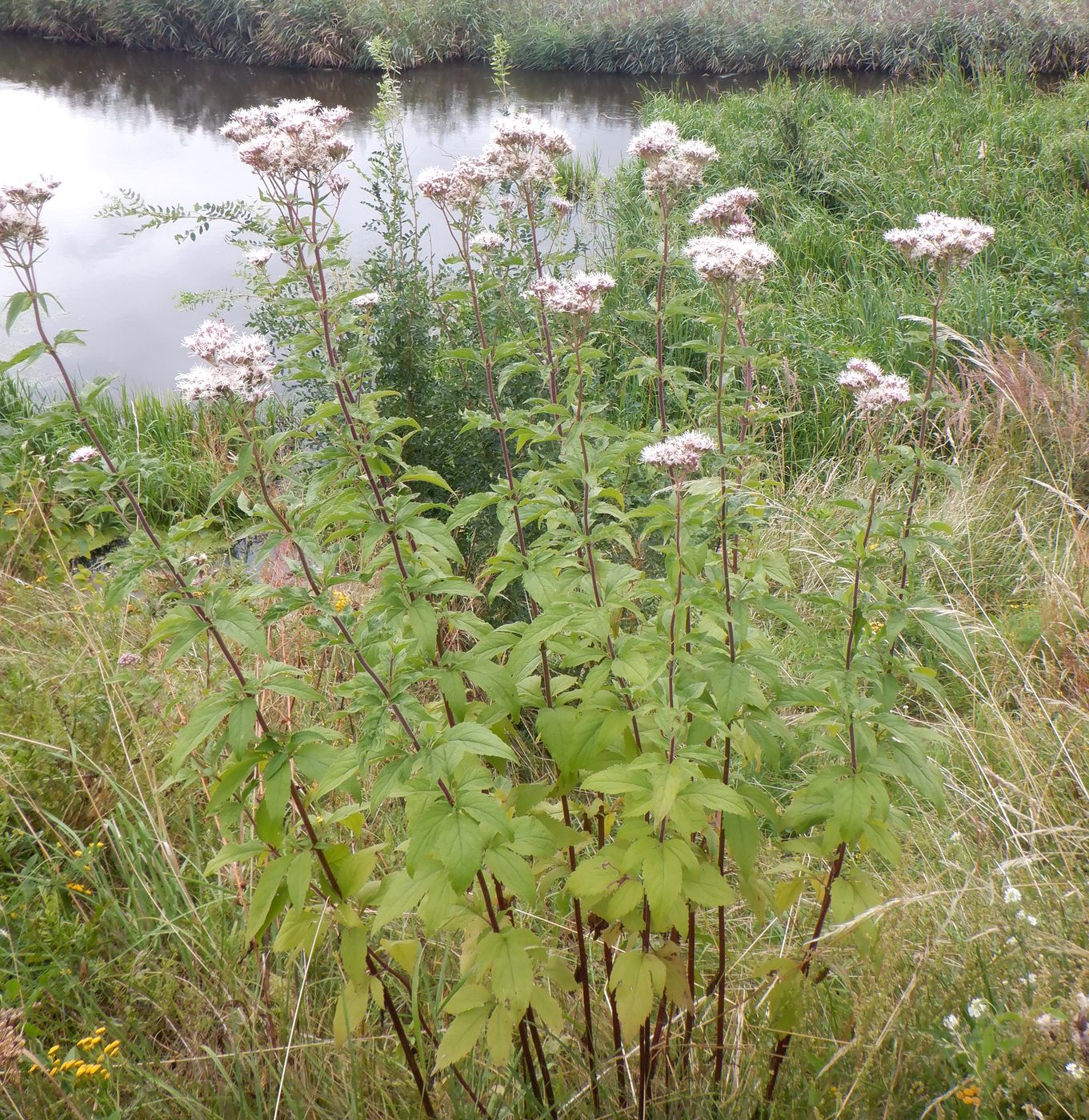 Изображение особи Eupatorium cannabinum.