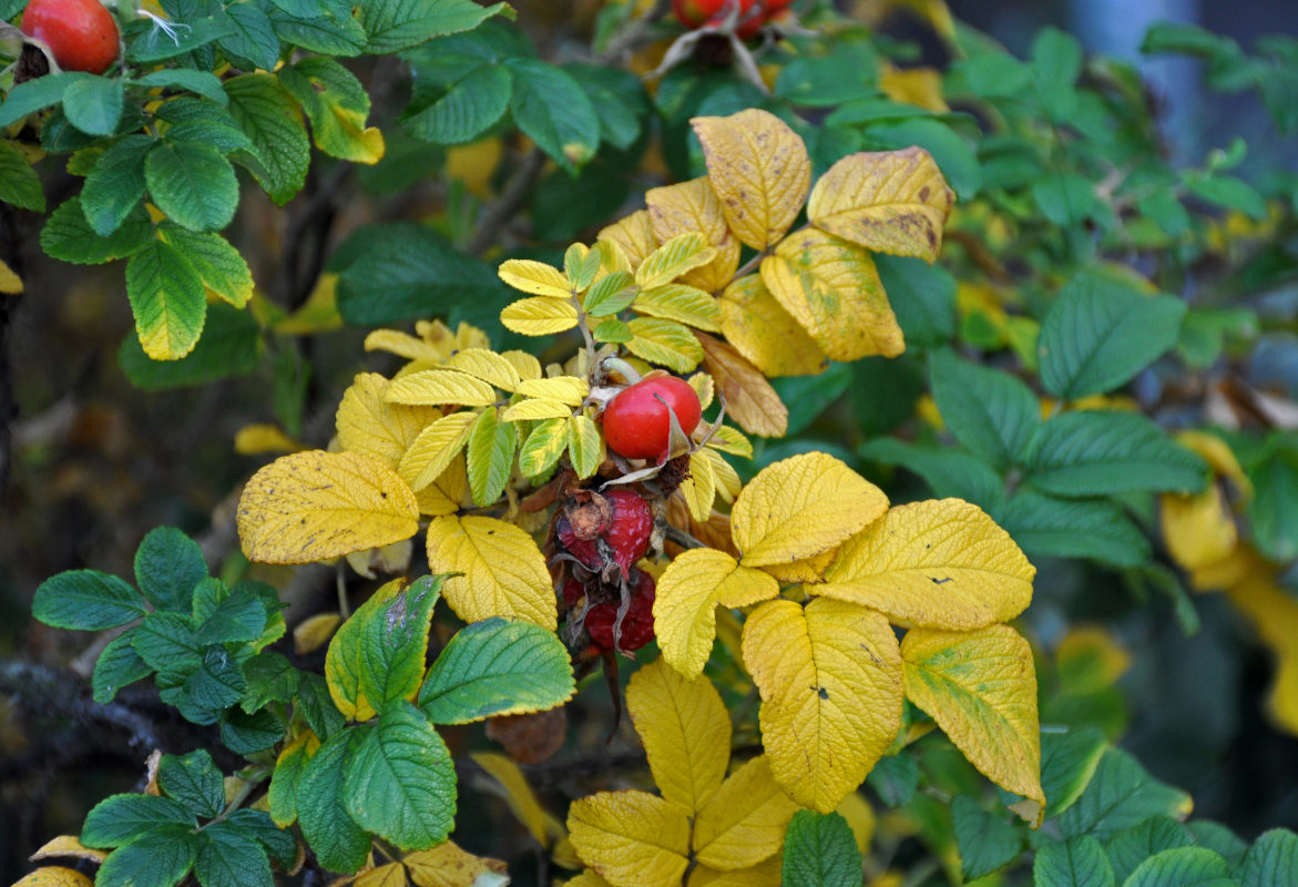 Image of Rosa rugosa specimen.