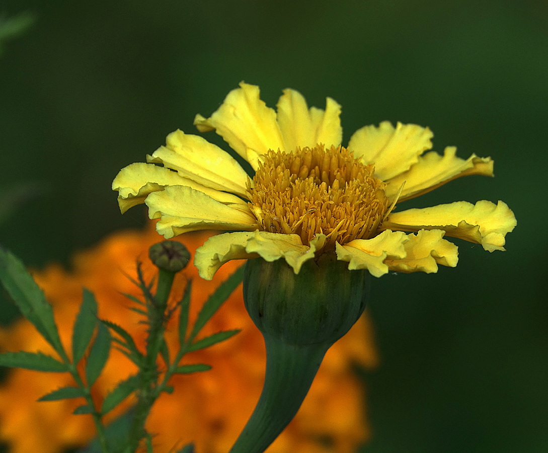 Image of Tagetes erecta specimen.