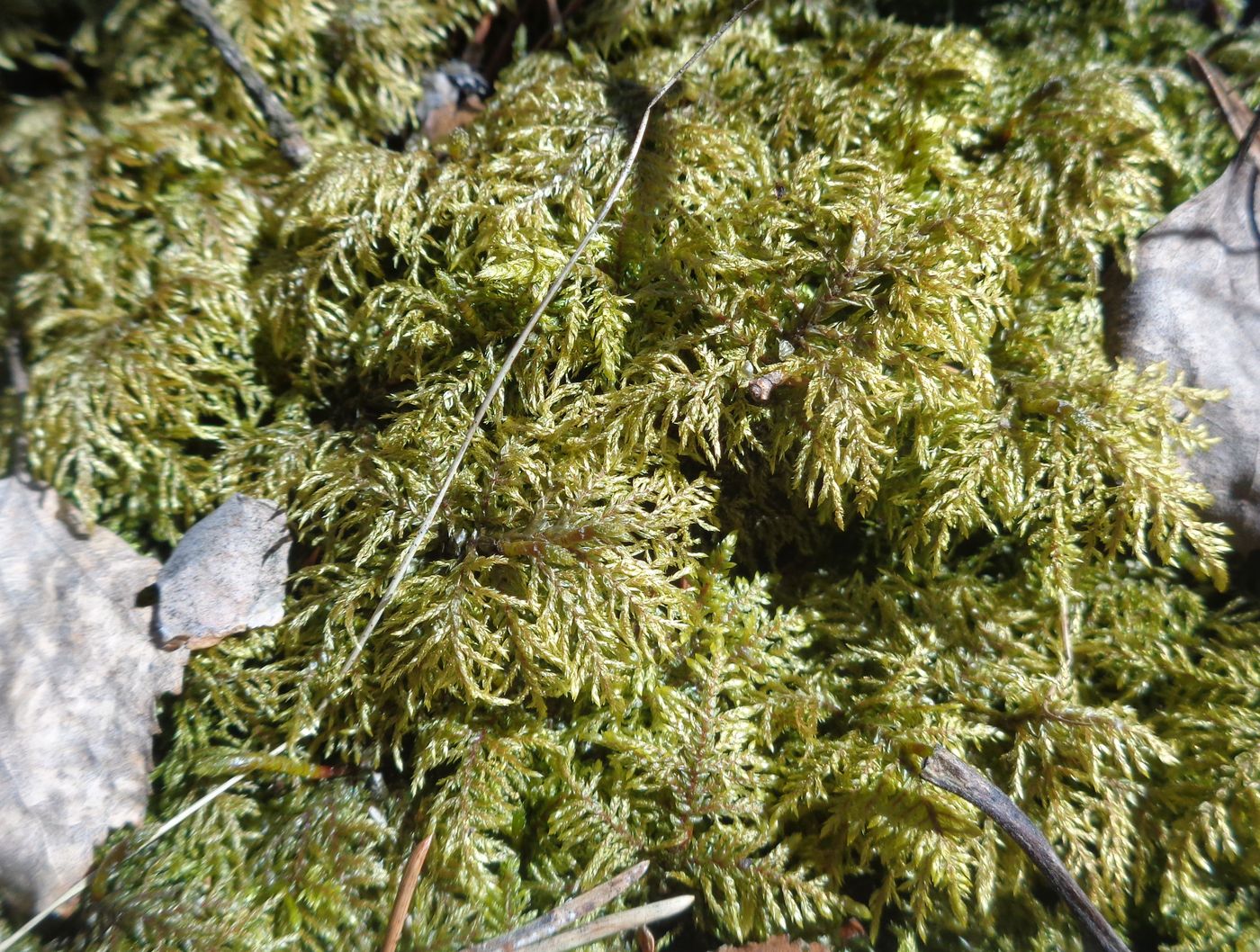 Изображение особи Hylocomium splendens.