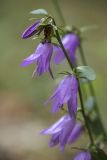 Campanula rapunculoides