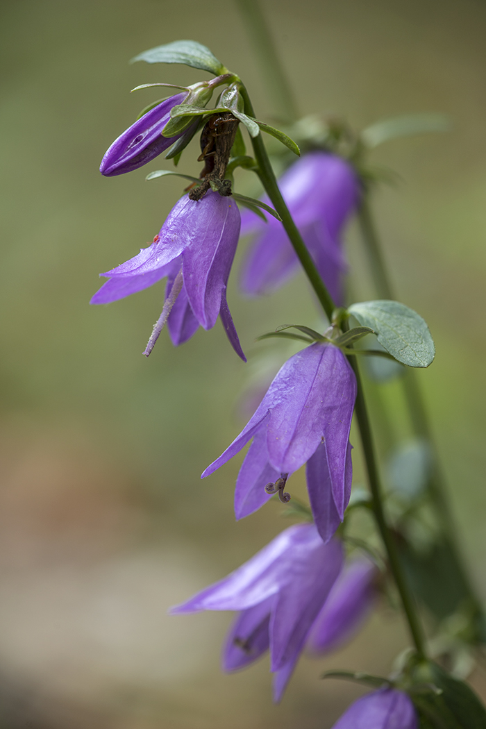 Изображение особи Campanula rapunculoides.