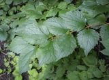 род Philadelphus