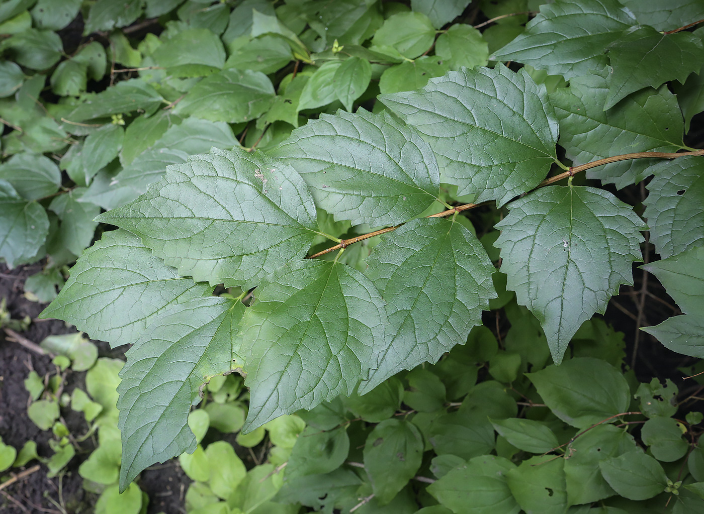 Изображение особи род Philadelphus.