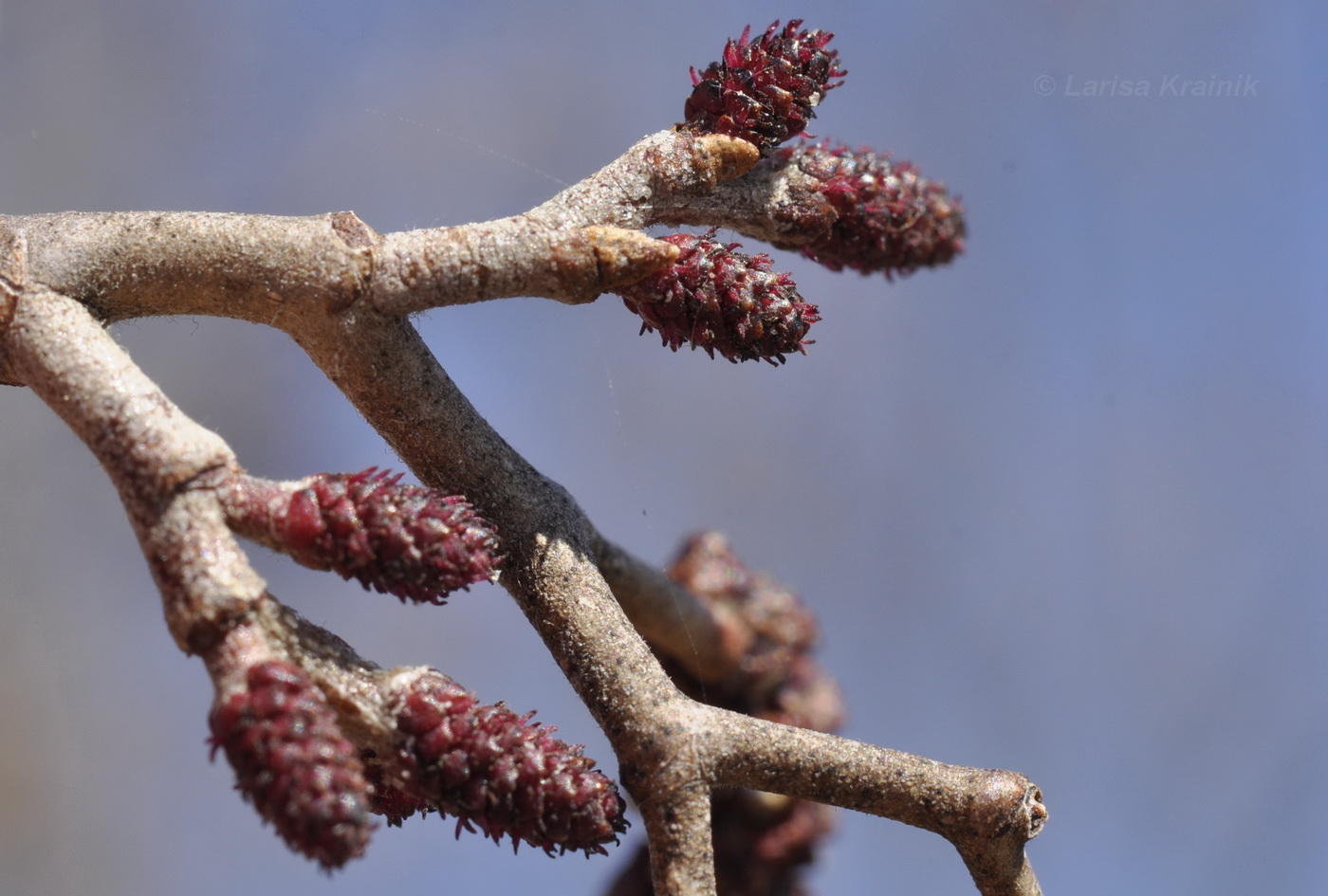 Изображение особи Alnus japonica.