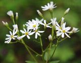 Doellingeria scabra. Соцветие. Приморский край, Ольгинский р-н, 5 км Ю-В с. Милоградово, окр. бух. Красная Скала. 12.08.2009.