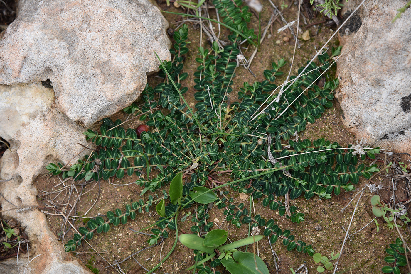 Image of Euphorbia dimorphocaulon specimen.