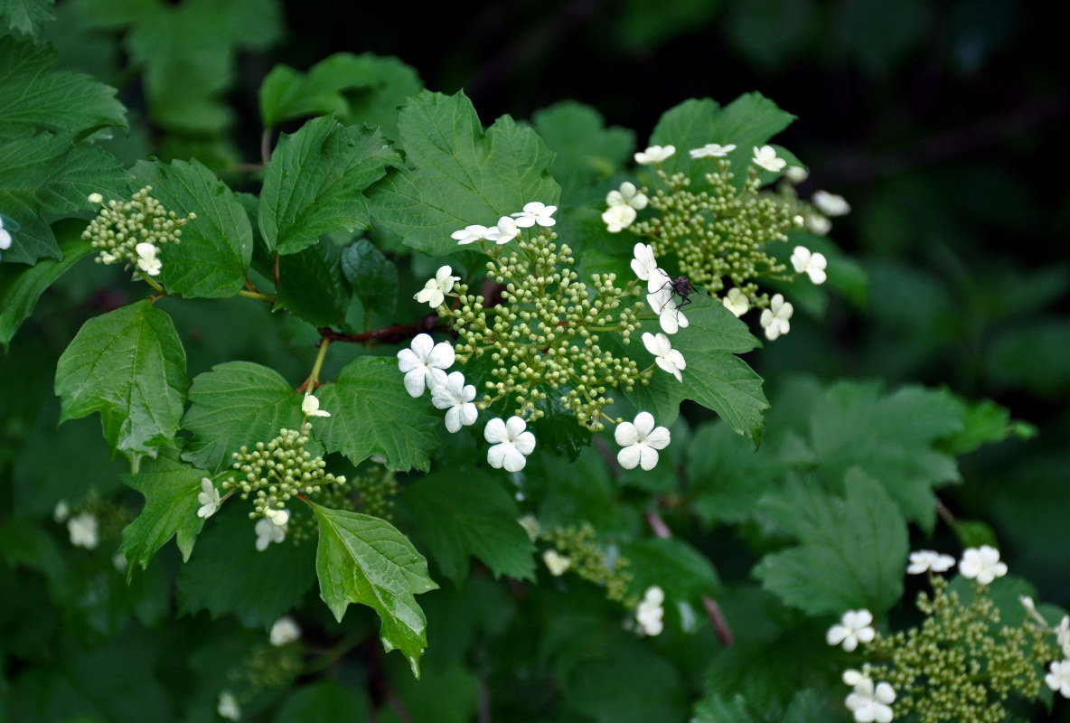 Image of Viburnum opulus specimen.