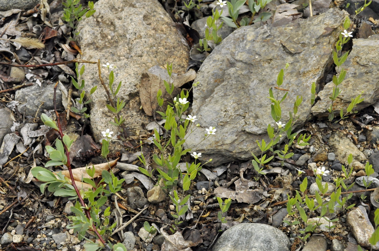 Изображение особи Moehringia lateriflora.