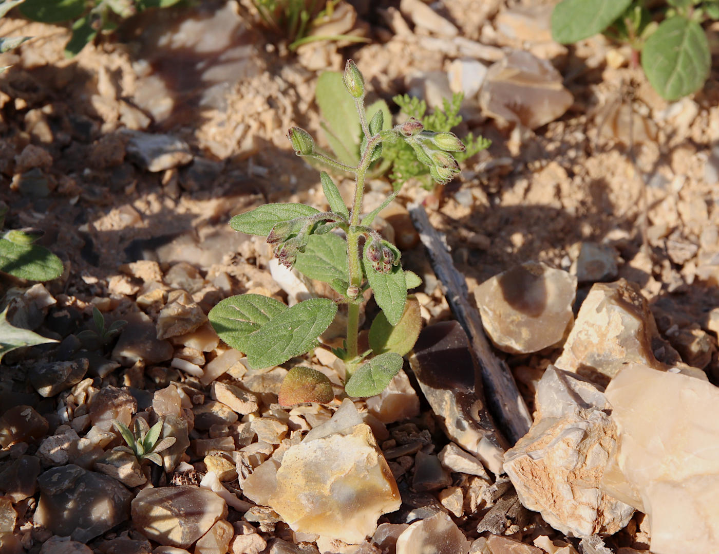 Изображение особи Helianthemum salicifolium.