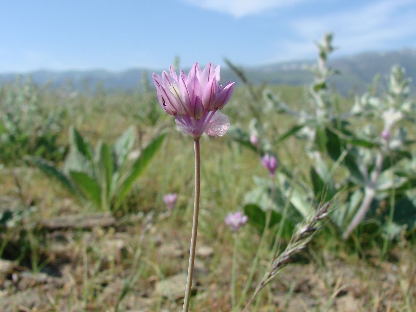 Image of Allium griffithianum specimen.