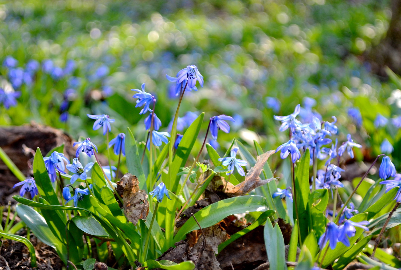 Изображение особи Scilla siberica.