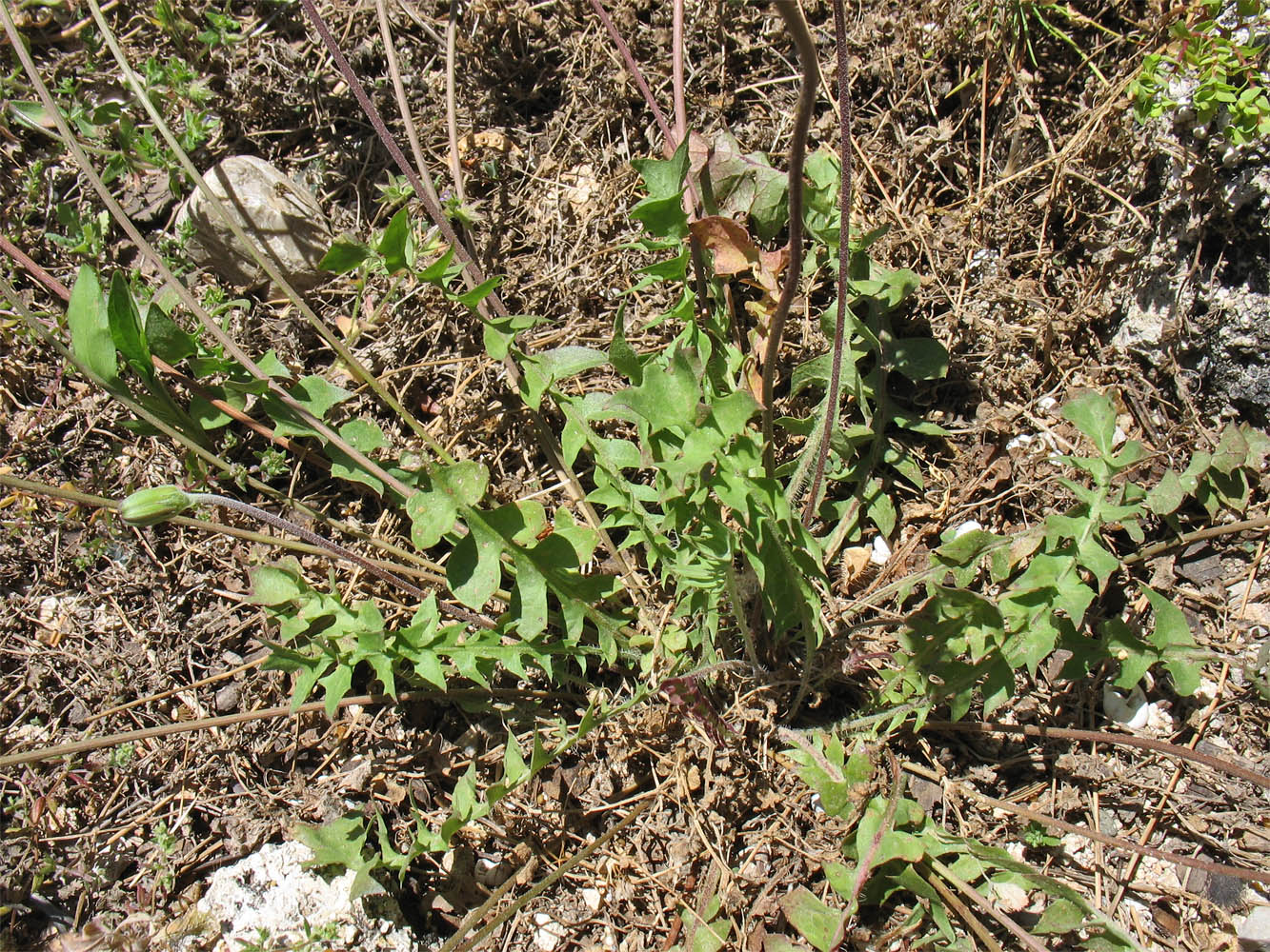 Изображение особи Hyoseris lucida.