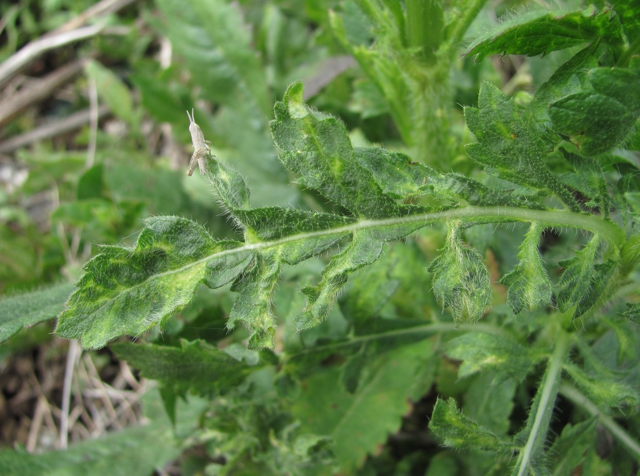 Image of Cephalaria transsylvanica specimen.