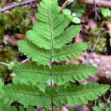 Gymnocarpium dryopteris. Обратная сторона вайи с сорусами. Пермский край, подножие Вогульского камня, смешанный лес, долина р. Жигалан. 30.06.2010.