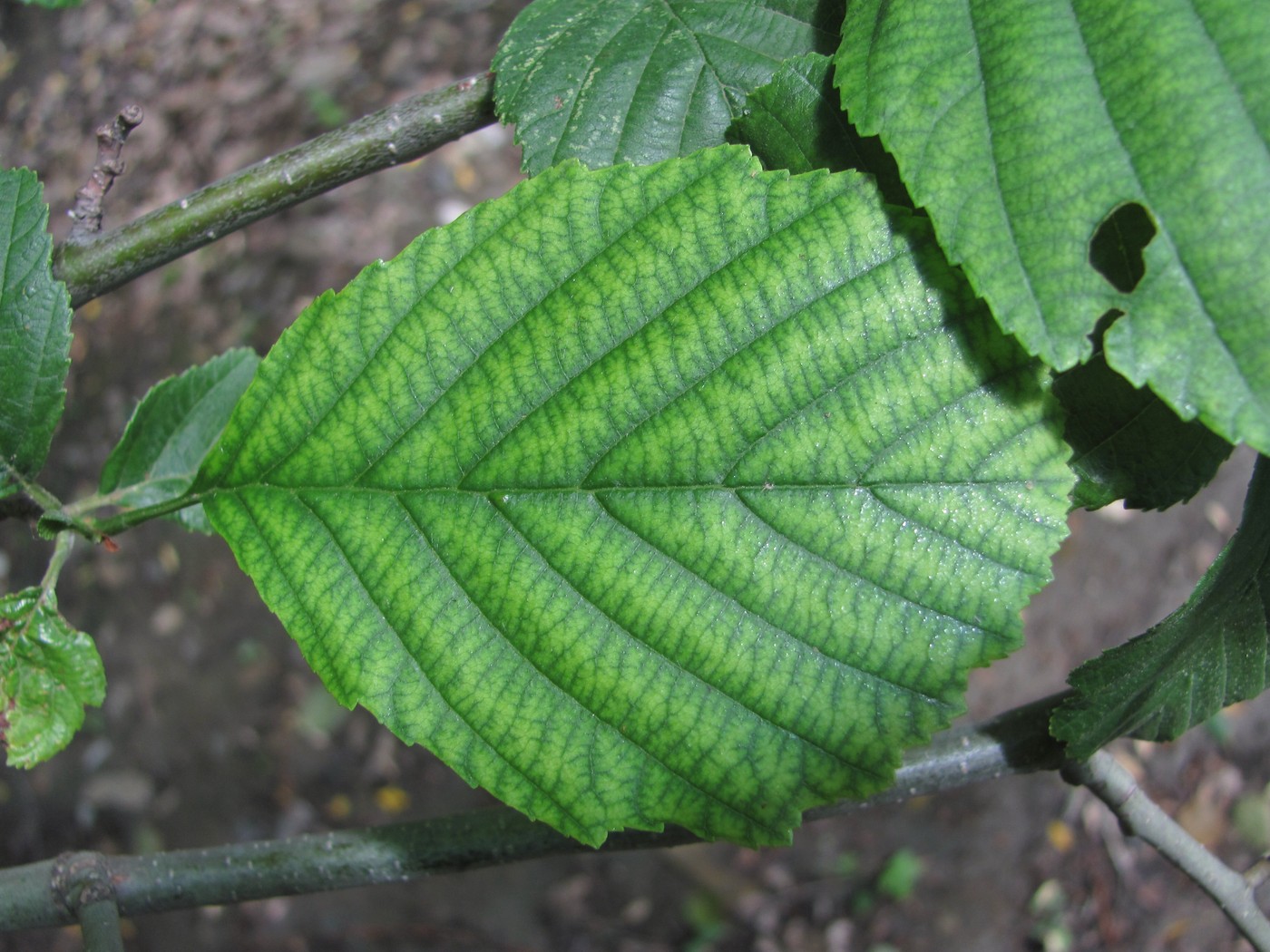 Image of Alnus barbata specimen.