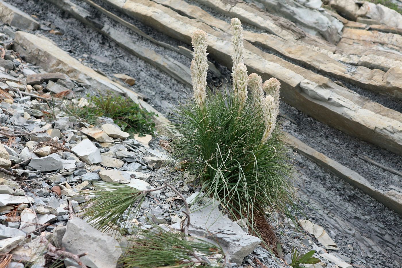 Изображение особи Asphodeline taurica.