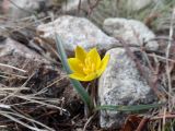 Tulipa heteropetala