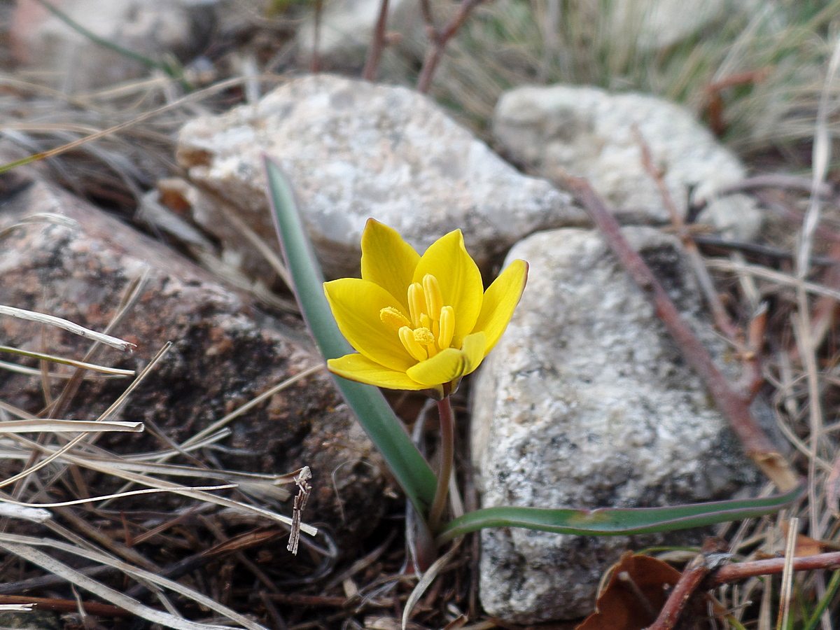 Image of Tulipa heteropetala specimen.