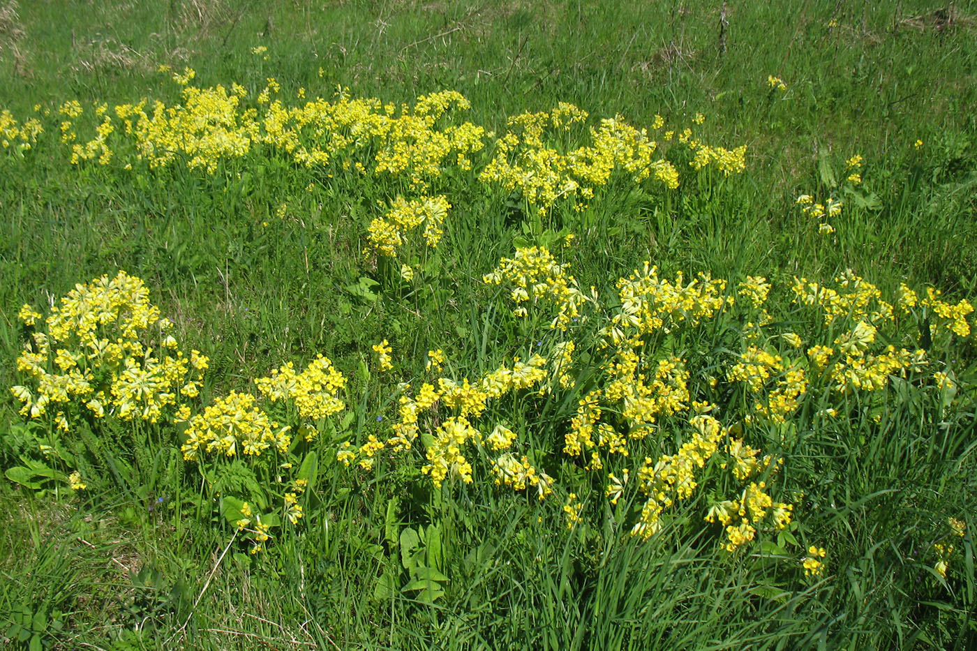 Image of Primula veris specimen.