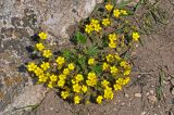 Potentilla humifusa. Цветущее растение. Самарская обл., Ставропольский р-н, окр. с. Жигули, Молодецкий курган, каменистый склон. 03.05.2021.