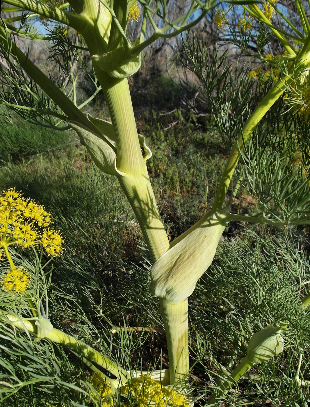 Изображение особи Ferula varia.