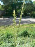 Elytrigia repens