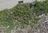 Carpobrotus modestus