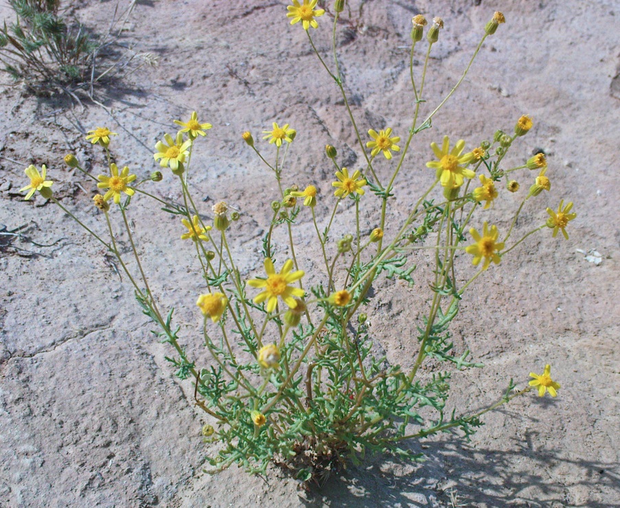 Изображение особи Senecio noeanus.