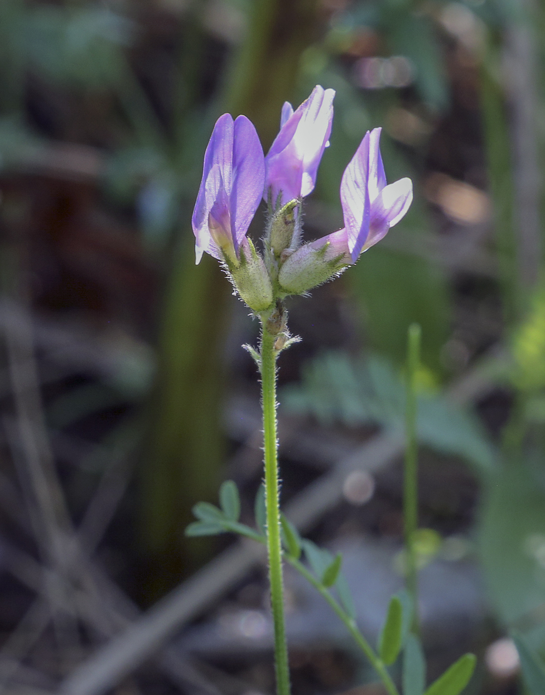 Изображение особи Astragalus danicus.