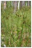 Juncus effusus