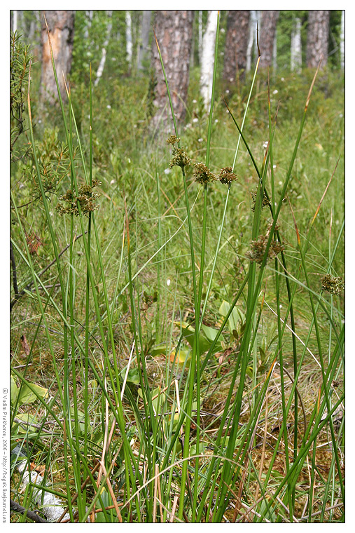 Image of Juncus effusus specimen.