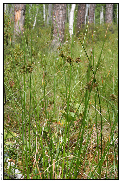 Изображение особи Juncus effusus.