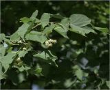 Tilia cordata