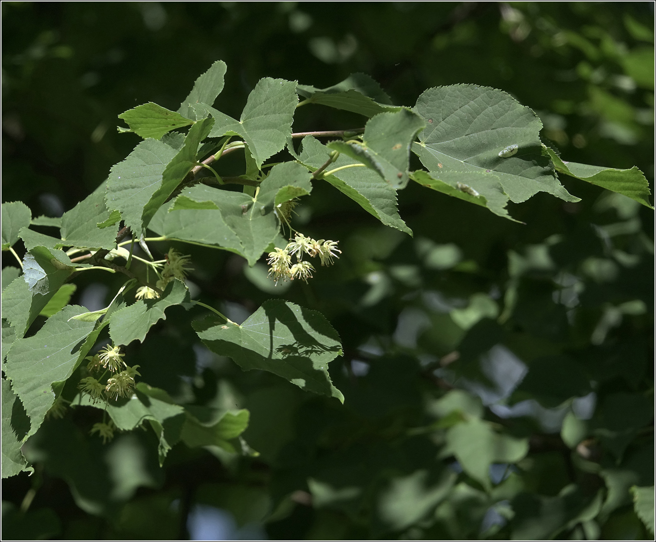 Изображение особи Tilia cordata.