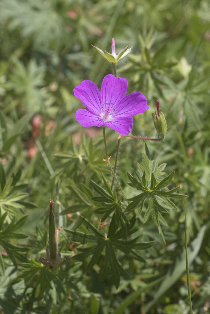 Изображение особи Geranium sanguineum.