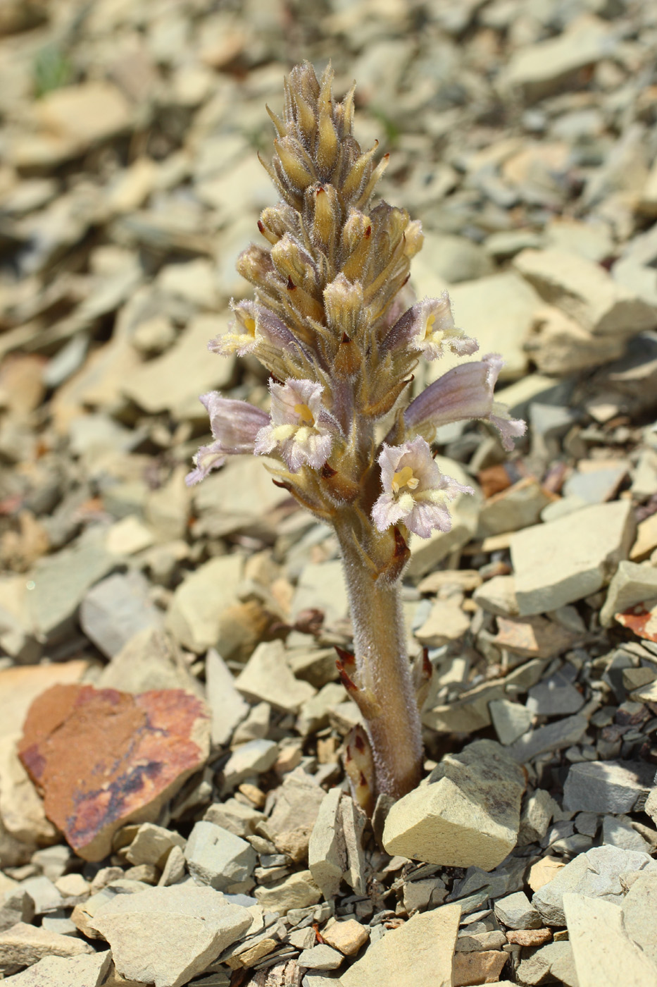 Image of Phelipanche gussoneana var. zosimae specimen.