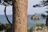 Pinus densiflora. Кора на стволе взрослого дерева. Приморье, Хасанский р-н, окр. с. Рязановка, мыс Сосновый, прибрежная скала, сосновая роща. 02.10.2021.