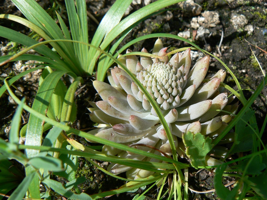 Изображение особи Orostachys erubescens.