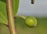 Polygonatum odoratum