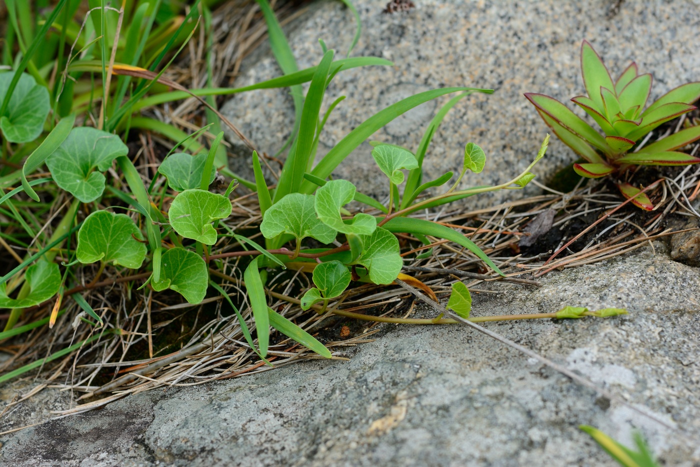 Image of Calystegia soldanella specimen.