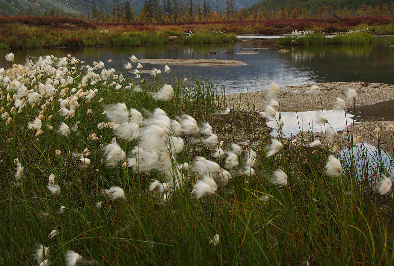 Изображение особи род Eriophorum.