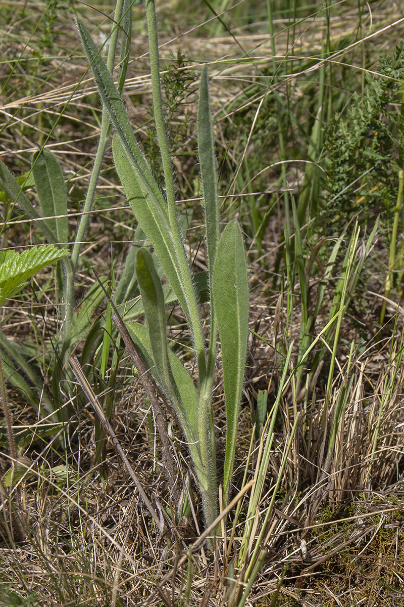 Image of genus Pilosella specimen.