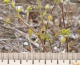 Cerastium pumilum