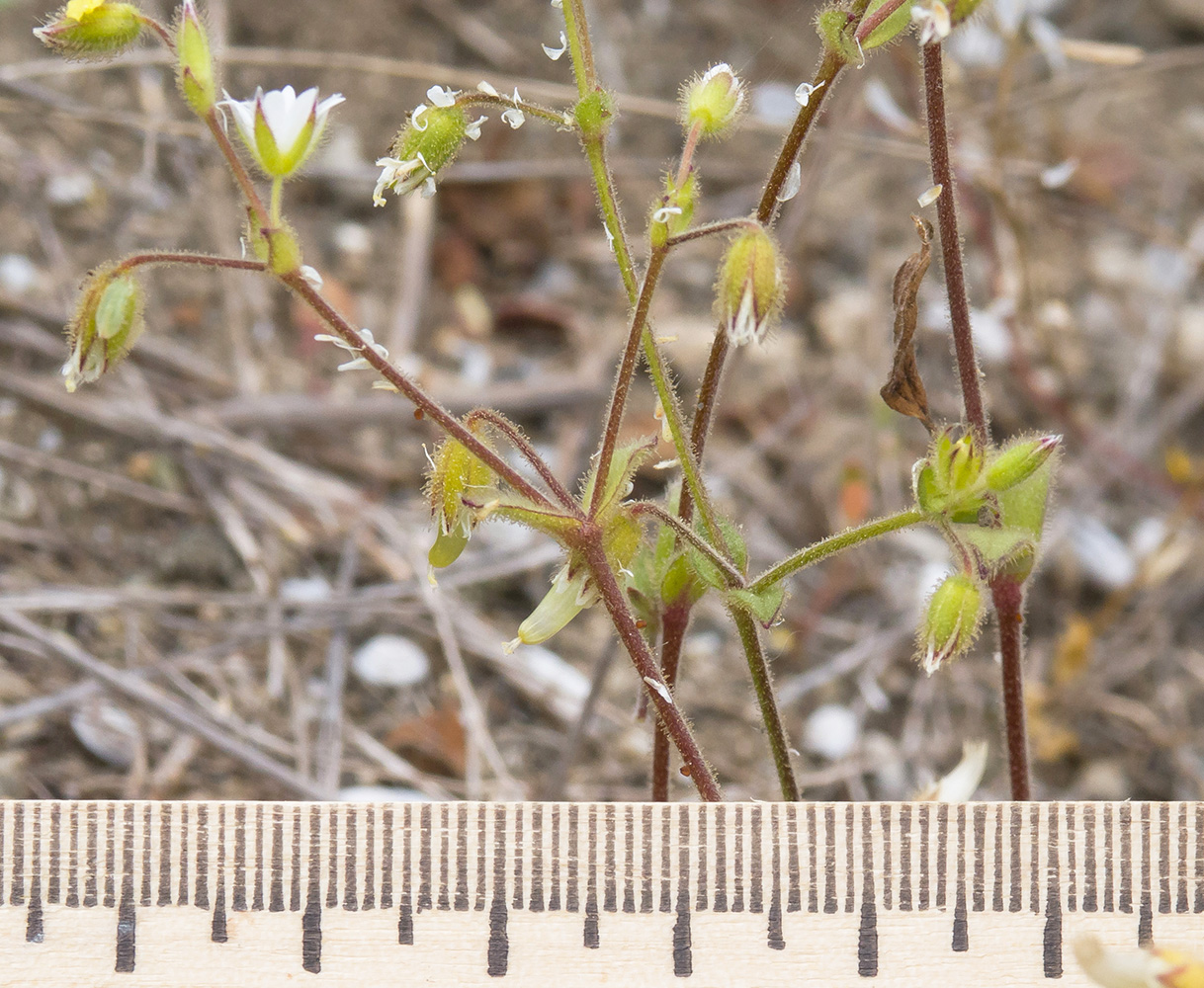 Изображение особи Cerastium pumilum.